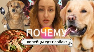 Почему корейцы едят собак? Запрет на продажу собачьего мяса. О чём молчат #корея #культура