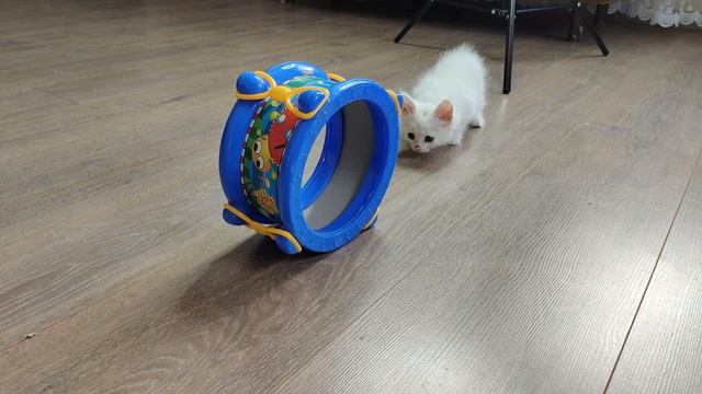 Funny kittens Mia and Lisa part 13. Playing with a broken drum. Episode 1 смотреть онлайн