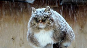 "Песенка кота, ждущего весну". Стихи: Ларисса Майбер/L.Maiber/Музыка, вокал:ИИ.Фото: Алла Лебедева