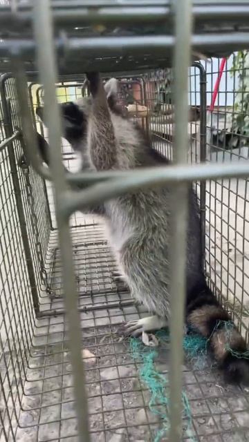 Отлов енотов живоловушкой смотреть онлайн