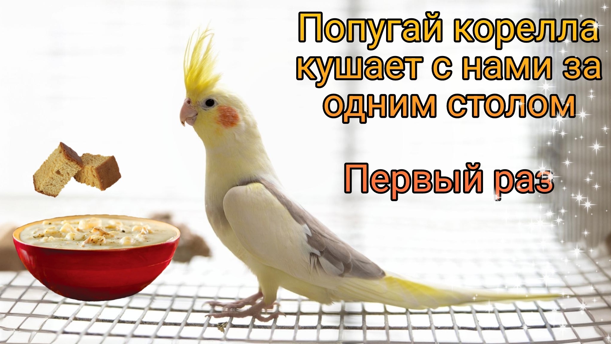 Попугай корелла кушает с нами за одним столом) Первый раз)