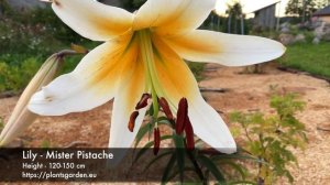 Lily - Mister Pistache 4K