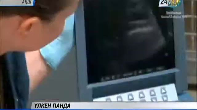 Хайуанаттар бағында панданың төлі дүниеге келді смотреть онлайн