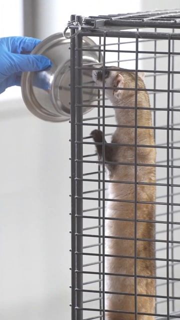 Cute But Spicy Wild Ferrets смотреть онлайн