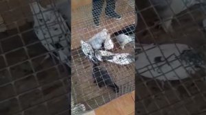 КАФТАР БОЗОРИ ДУШАНБЕ 🇹🇯🕊️🇹🇯🕊️🇹🇯🕊️