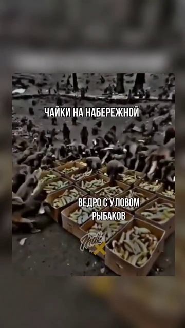 #shorts #рекомендации #юмор #море #еда #животные смотреть онлайн