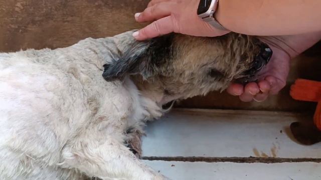 Тбилиси 🇬🇪 Грузия Приют Тамаза Элизбарашвили🐕💌🍀🙏"Paypal" Elizbarashvilidog@yahoo.co смотреть онлайн