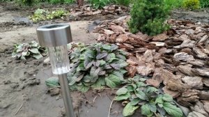 #хвойныйсад #хвойнаяизгородь #ельканадскаяконика #можжевельникблюэрроу