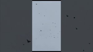 Голуби из г.Шахтерска на голубедроме