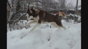 PDP Кай волк