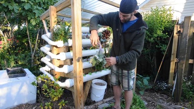 Longest Red Russian kale root ever! смотреть онлайн