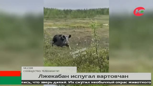 Подумали, что из леса! Лжекабан испугал вартовчан смотреть онлайн