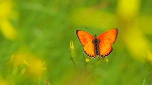 "Именно сегодня  я буду счастлив..." (Д.Карнеги)