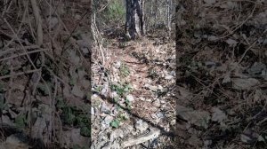 медведь напал и загрыз 2024