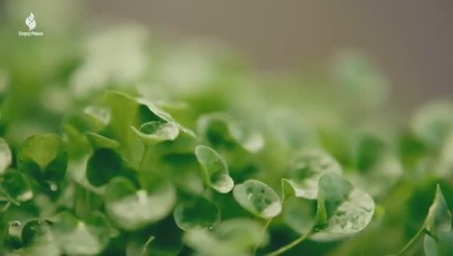 Целебная Музыка Для Сердца И Сосудов 🌿 Успокаивает Нервную Систему И Радует Душу
