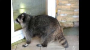 Танцующий енот