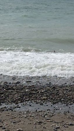 Шторм и птичка 🌊🦩