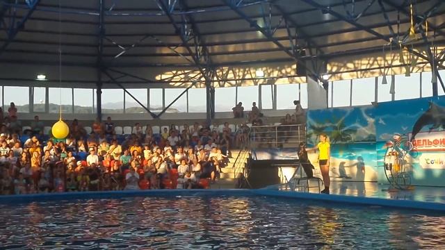 Дельфинарий в Сочи-парке. смотреть онлайн