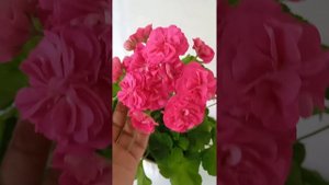 Самый из любимейших неприхотливых сортов пеларгоний ,Розалинда🌹🌹🌹❤️