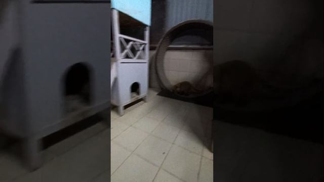 Енот Илюша и компания #помощьбездомнымживотным #ямыилюша #анапа