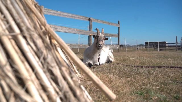 Adu Story - Наша первая прогулка под седлом 🦄 смотреть онлайн