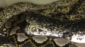 Reticulated Python Pig Pile @ NERD!