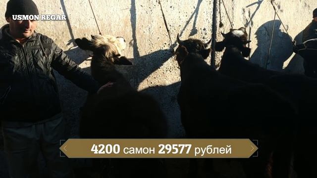 ЖУМА БОЗОР регар =мол бозори регар 22.02.2019 смотреть онлайн