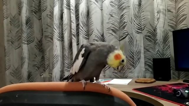 Разговор, пение Кореллы мальчика смотреть онлайн