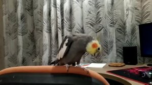 Разговор, пение Кореллы мальчика