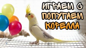 Играем с попугаем корелла)