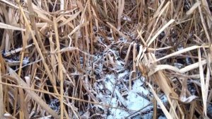 Охота силками