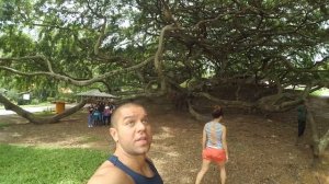 Национальное дерево Шри ланки