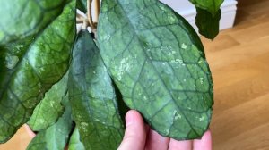 Hoya Finlaysonii EPC 318 -не запланированная покупка