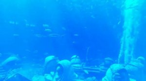 Океанариум.Санья 2020