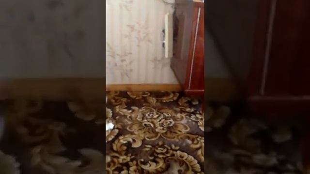 Кот напал на хозяина смотреть онлайн