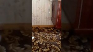 Кот напал на хозяина