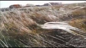 Ковыль. Осеннее цветение