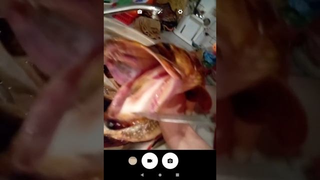 посмотрели зубы щуки😱😱😱😱🤯 смотреть онлайн