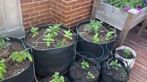 Growing Tomatoes in Pots - The Urban Gardener's Guide