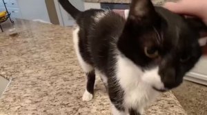 Кот мяукает басом, из-за дефекта гортани