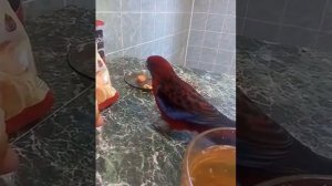 Розелла Пенантная ручная 89262688658