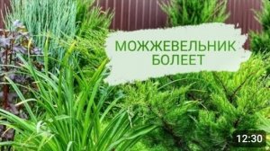 КАК ПОНЯТЬ, ЧТО МОЖЖЕВЕЛЬНИК БОЛЕЕТ. И КАК ЕМУ ПОМОЧЬ ВЫЛЕЧИТЬСЯ 15.09.2023г.