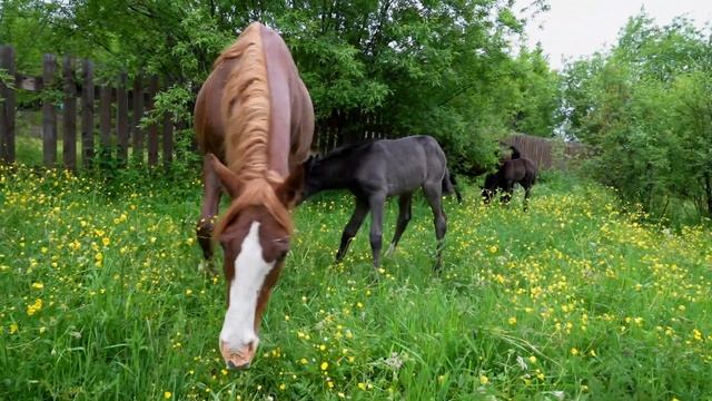Пополнение в Усадьбе Тюрюминых! смотреть онлайн