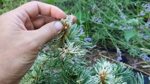 Сосна дрібноквіткова "Тані мано юкі" . Pinus parviflora 'Tani Mano Uki'