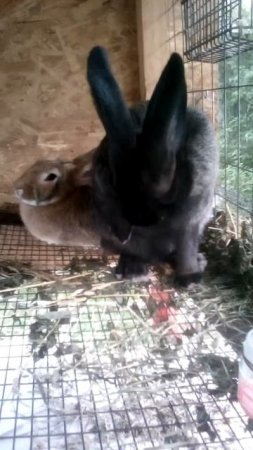 Кролик зевает очень потешно! 🐰🐰 Rabbit yawn very funny [ #МиккиСладкоежка ]