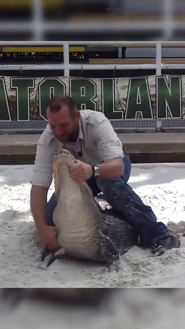 Can You Hypnotize A Crocodile? Sure, No Problem! #Shorts смотреть онлайн