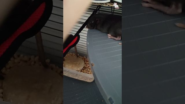 Все гамаки обкатали, все нравятся😊 Крысы дамбо + белки дегу❤🔥❤🔥 смотреть онлайн