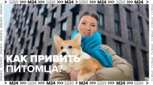 Как привить питомца в Москве? | Инструкция по применению — Москва 24 | Контент