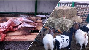 ВЕС тушки КАМЕРУНСКОЙ КОЗЫ.  ЖИЗНЬ в ДЕРЕВНЕ 🛖. Карликовая 🐐 коза погуляла.