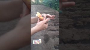 посадка лука-чернушки на севок